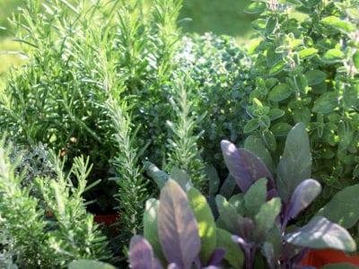 herb garden