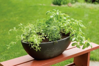 mixed herb pot