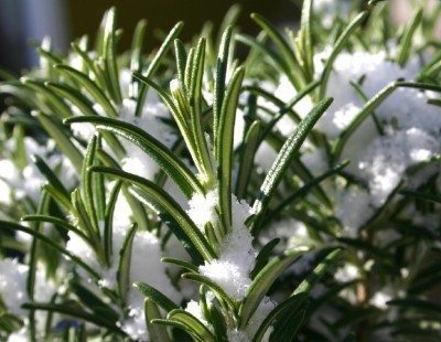 rosemary in snow