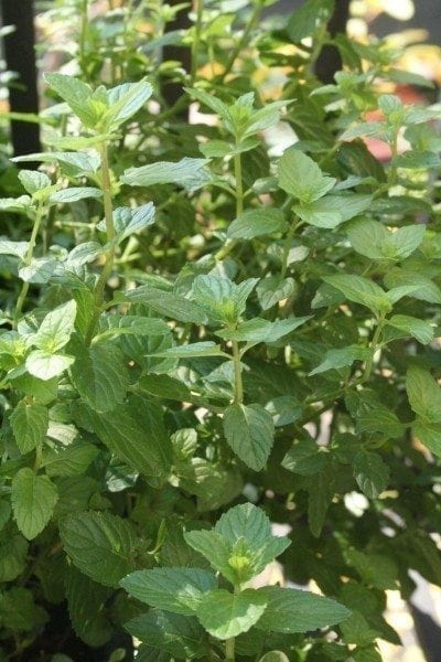 invasive herb