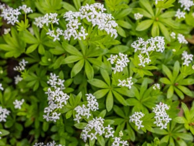 woodruff
