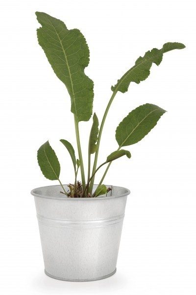 potted horseradish e1445883546487