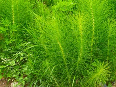 horsetail grass