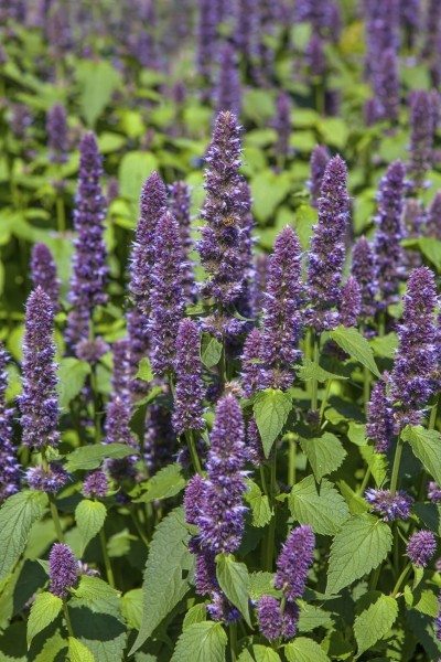 hyssop prune