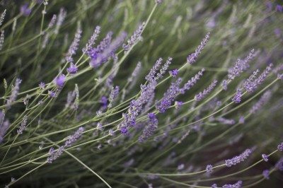 lavender droop