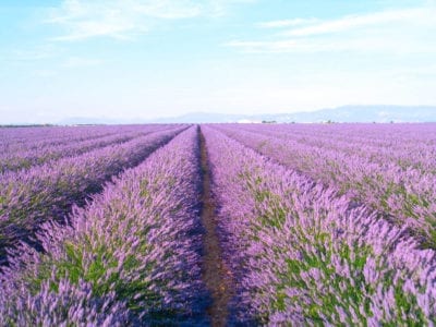 lavender field