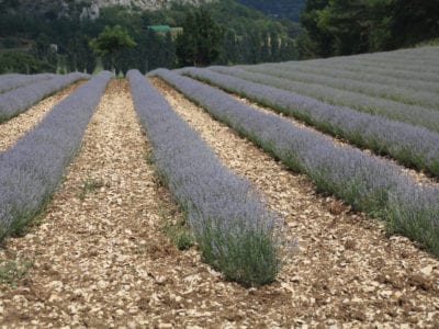 lavender mulch