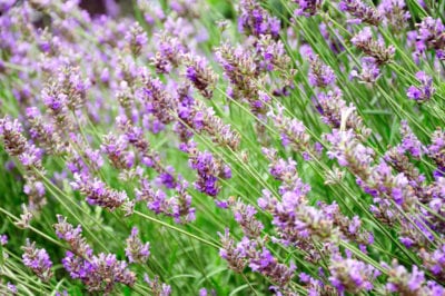french lavender