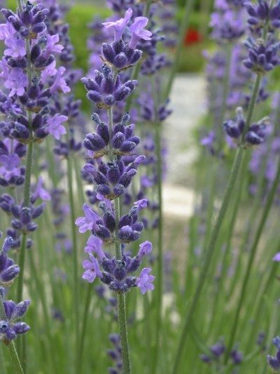 lavender2