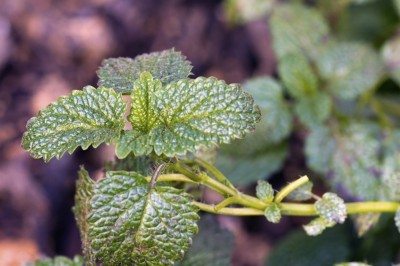 lemon balm