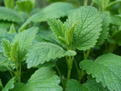 lemon balm