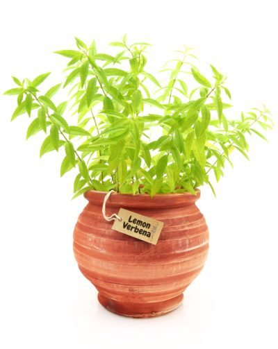 indoor lemon verbena