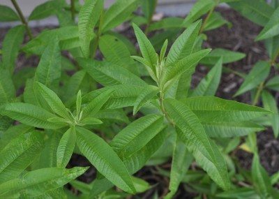 lemon verbena1
