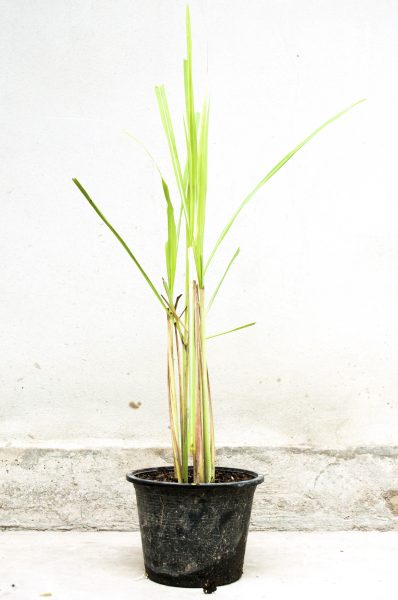 repot lemongrass