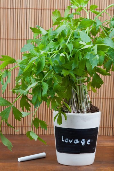 potted lovage