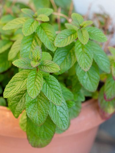 spearmint plant