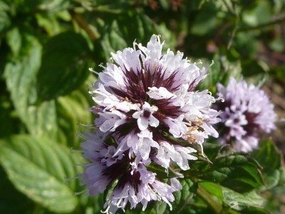 mentha piperita citrata