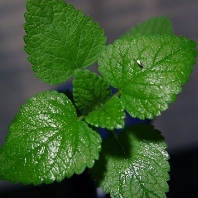 mint plant