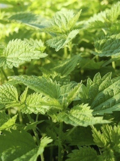 stinging nettle2