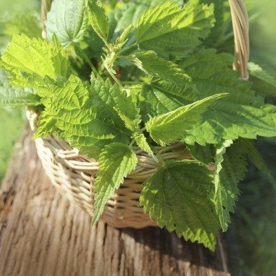 nettle greens