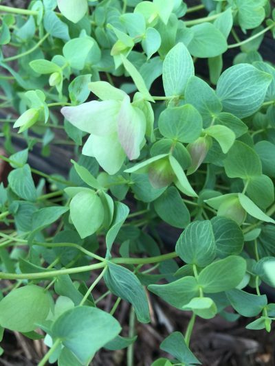 kent beauty e1467395339591