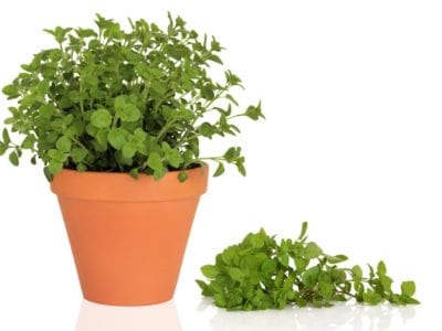 oregano herb