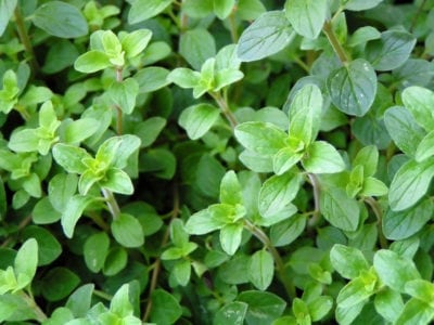 oregano plant