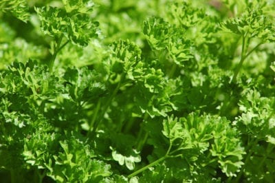 culry parsley