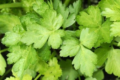 flat leaf parsley
