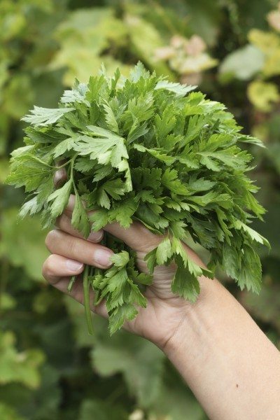 parsley harvest