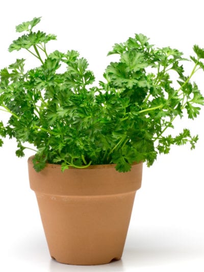 parsley in a flowerpot