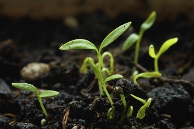 parsley seedling