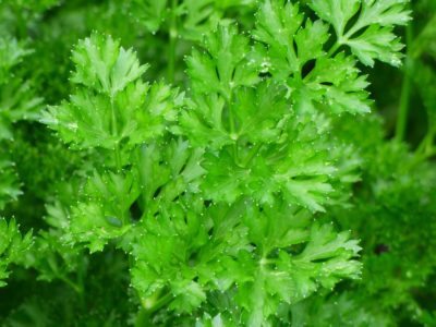 parsley white tips