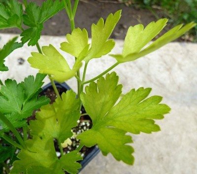 yellow parsley