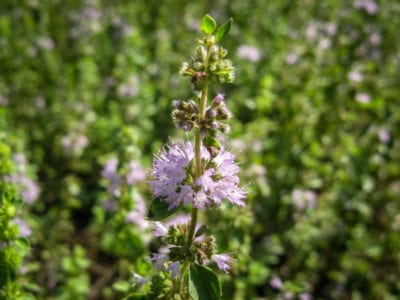 wild mint