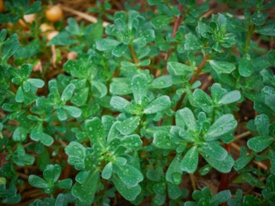purslane leaves