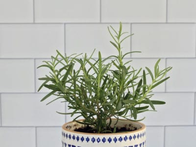 one fresh potted rosemary herb