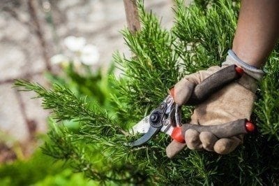 pruning rosemary