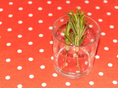 rosemary cuttings