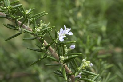 rosemary variety