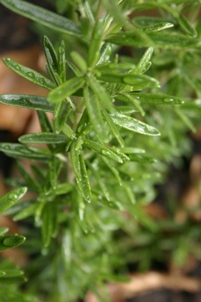 watered rosemary