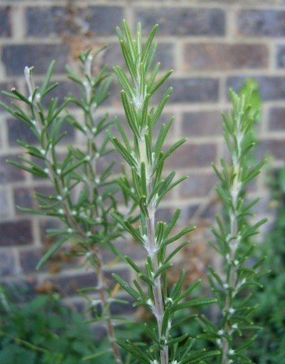 rosemary1