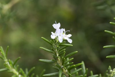 white rosemary