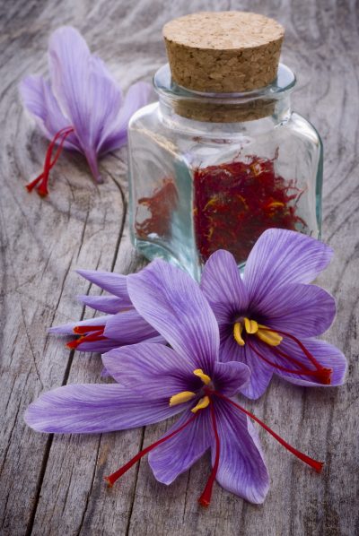 saffron harvest