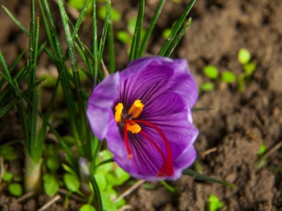 blossoming saffron petal