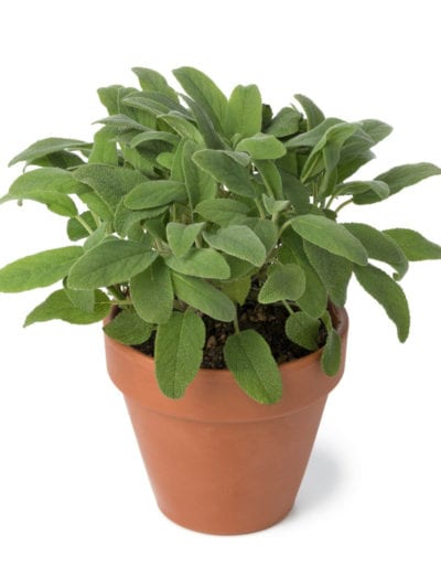 pot with sage
