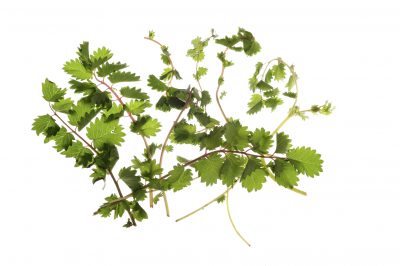 salad burnet 1
