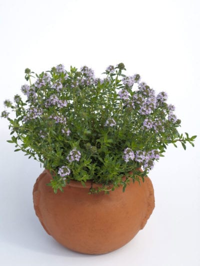 winter savory