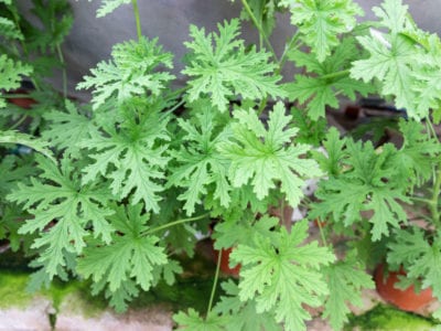 citronella plant