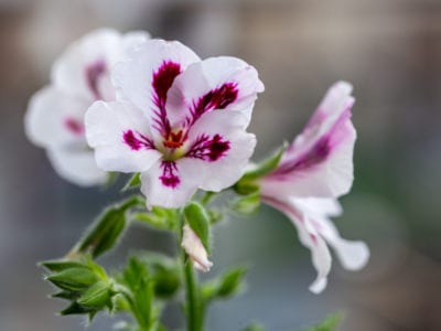geranium flowers